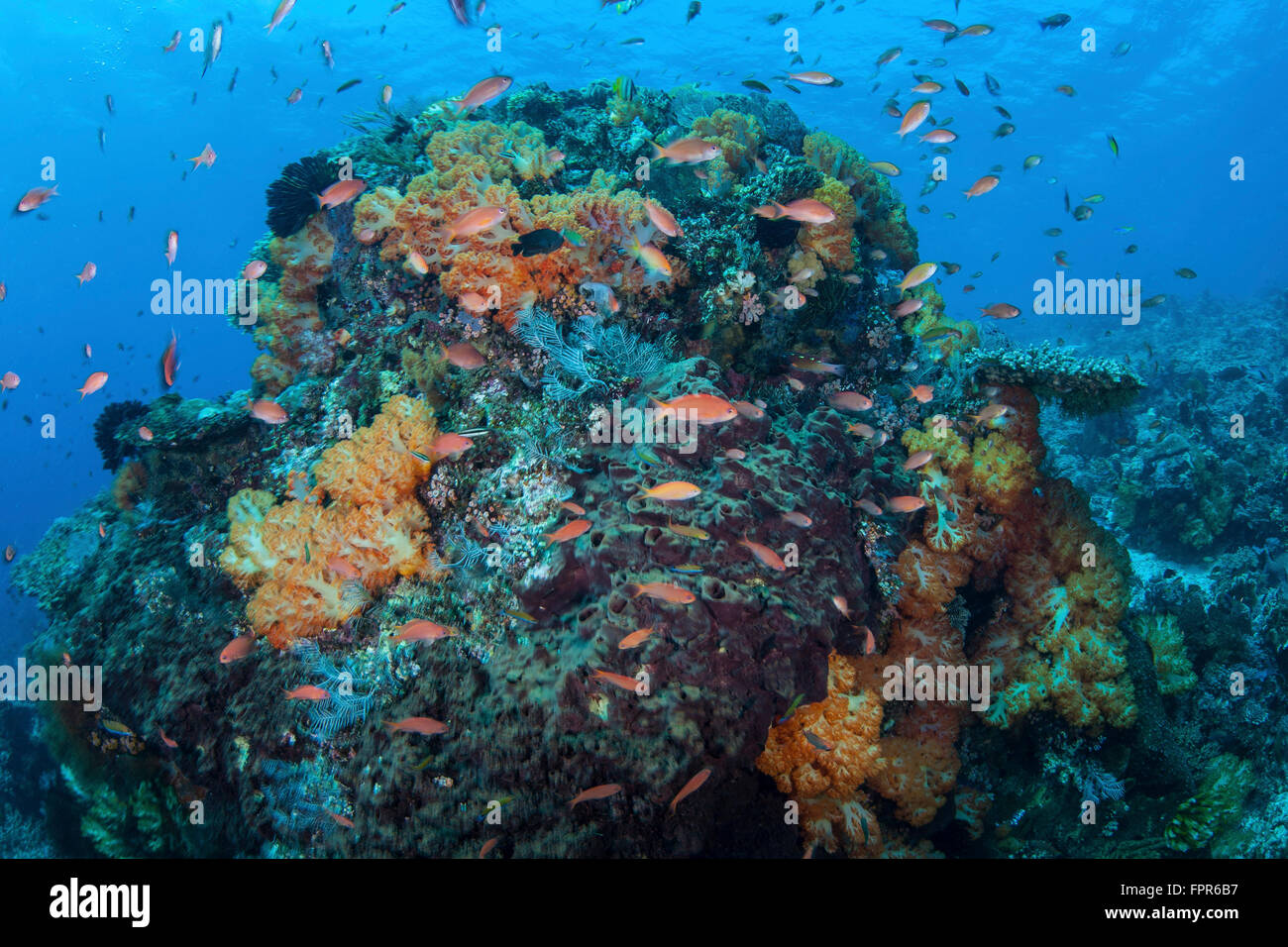 Eine bunte, gesunde Korallenriff gedeiht im Nationalpark Komodo, Indonesien. Diese tropischen Region in Indonesien ist bekannt für seine sp Stockfoto