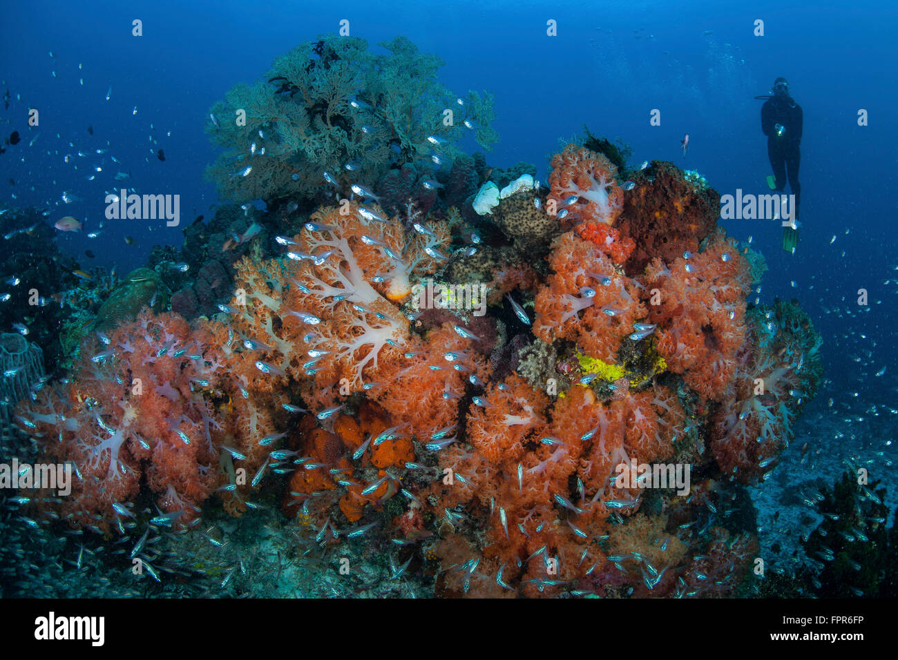 Kardinalbarschen umgeben einen schönen Satz von bunten Weichkorallen im Nationalpark Komodo, Indonesien. Diese tropischen Region in Indonesien Stockfoto