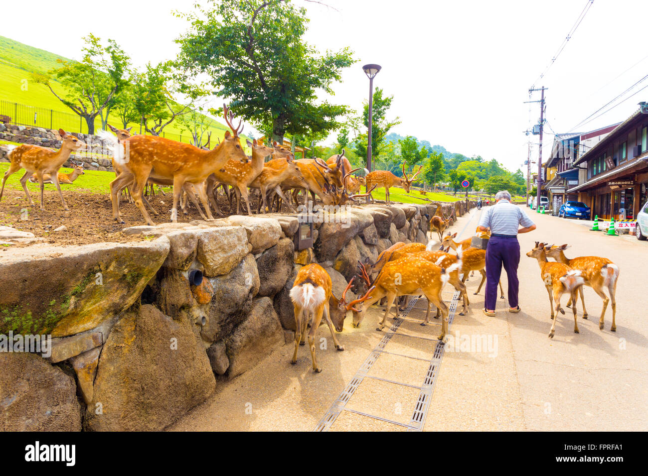 Ältere ältere Japaner Fütterung der verehrten Hirsch von Nara Stockfoto
