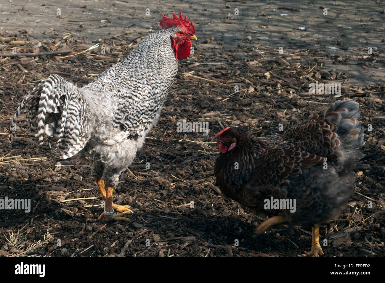 Deutscher, Sperber, Haushuhnrasse Stockfoto