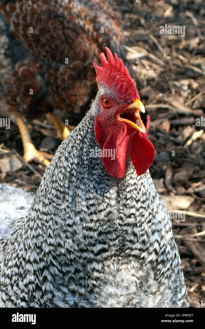Deutscher, Sperber, Haushuhnrasse Stockfoto