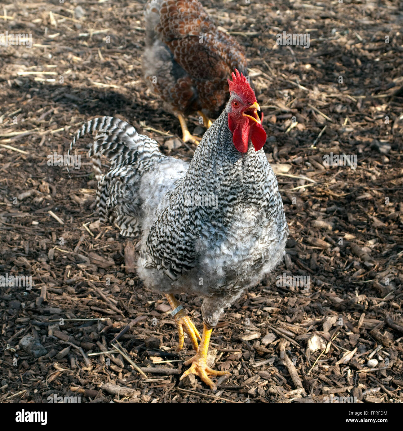 Deutscher, Sperber, Haushuhnrasse Stockfoto