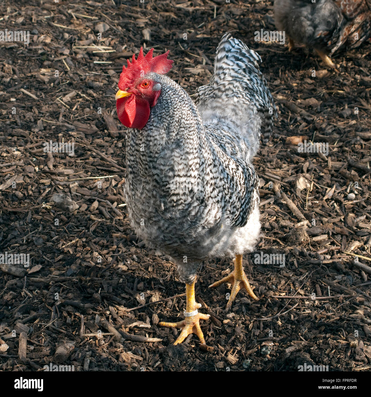 Deutscher, Sperber, Haushuhnrasse Stockfoto