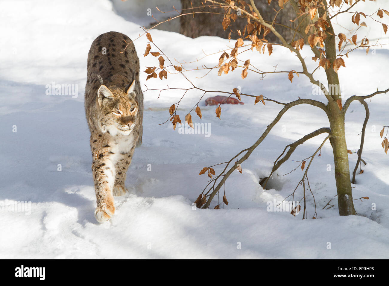 Eurasischer Luchs (Lynx Lynx) Wandern im Schnee, im Bayerischen Wald Deutschland Stockfoto