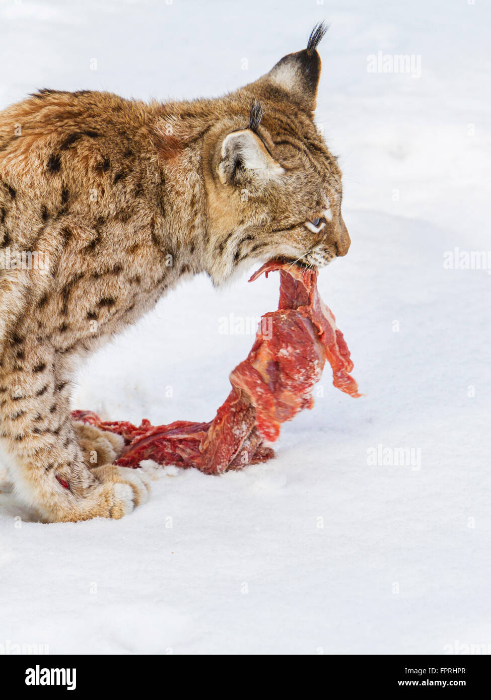 Eurasischer Luchs (Lynx Lynx) Chewhing Fleisch im Schnee im Winter, Bayerischer Wald Deutschland Stockfoto
