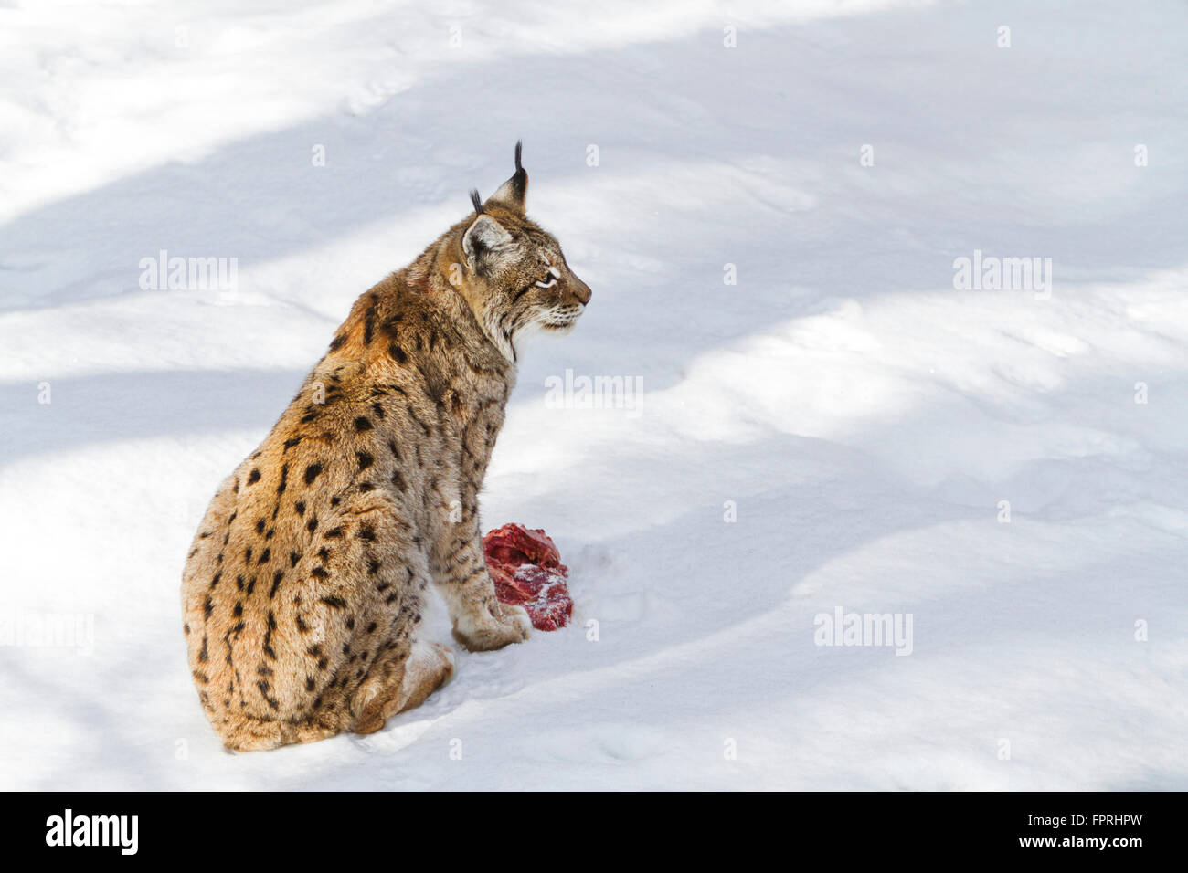 Eurasischer Luchs (Lynx Lynx) Fleisch zu essen, im Schnee im Winter, Bayerischer Wald Deutschland Stockfoto