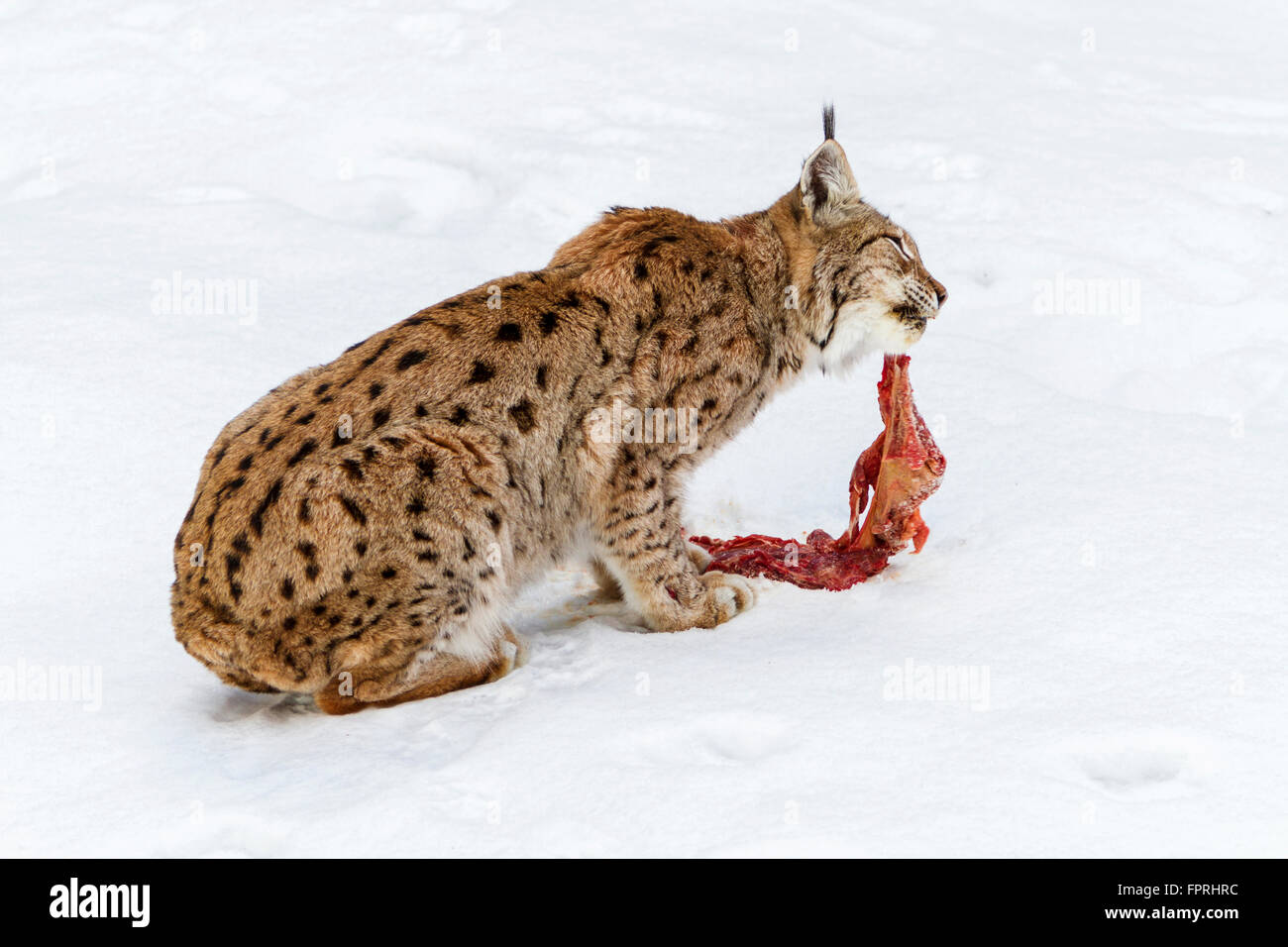 Eurasischer Luchs (Lynx Lynx) Chewhing Fleisch im Schnee im Winter, Bayerischer Wald Deutschland Stockfoto