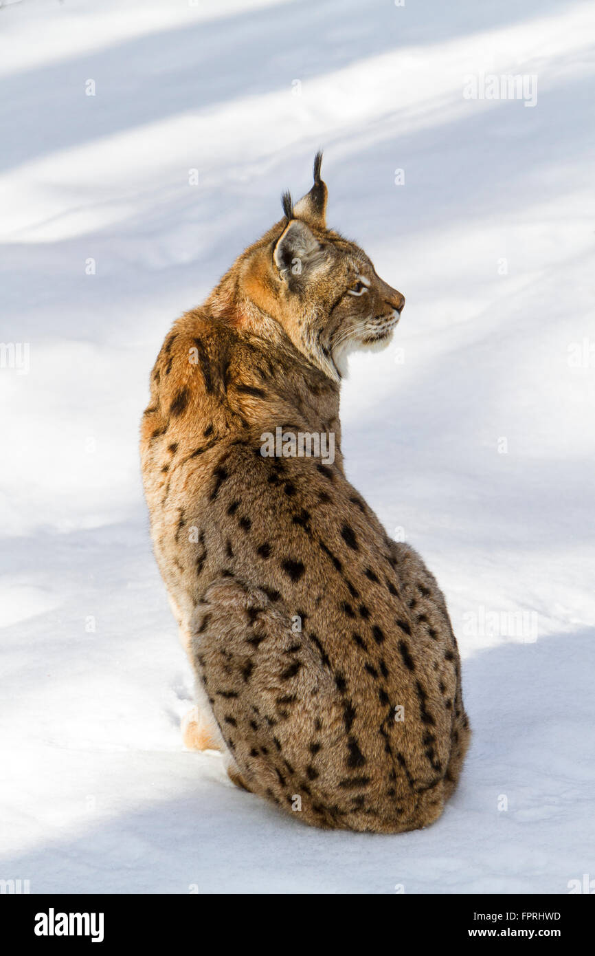 Eurasischer Luchs (Lynx Lynx) stehen im Schnee im Winter, Bayerischer Wald Deutschland Stockfoto