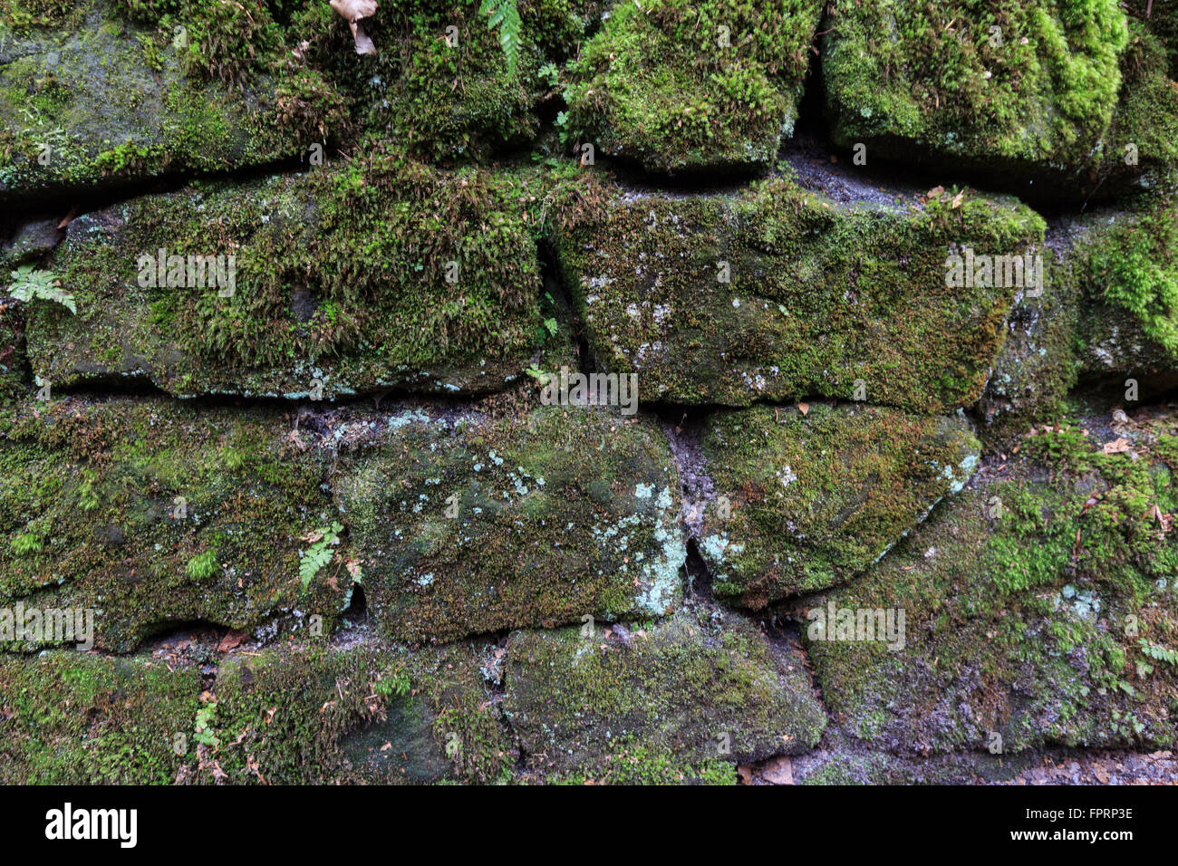 alte Steinmauer mit grünem Moos bewachsen Stockfoto