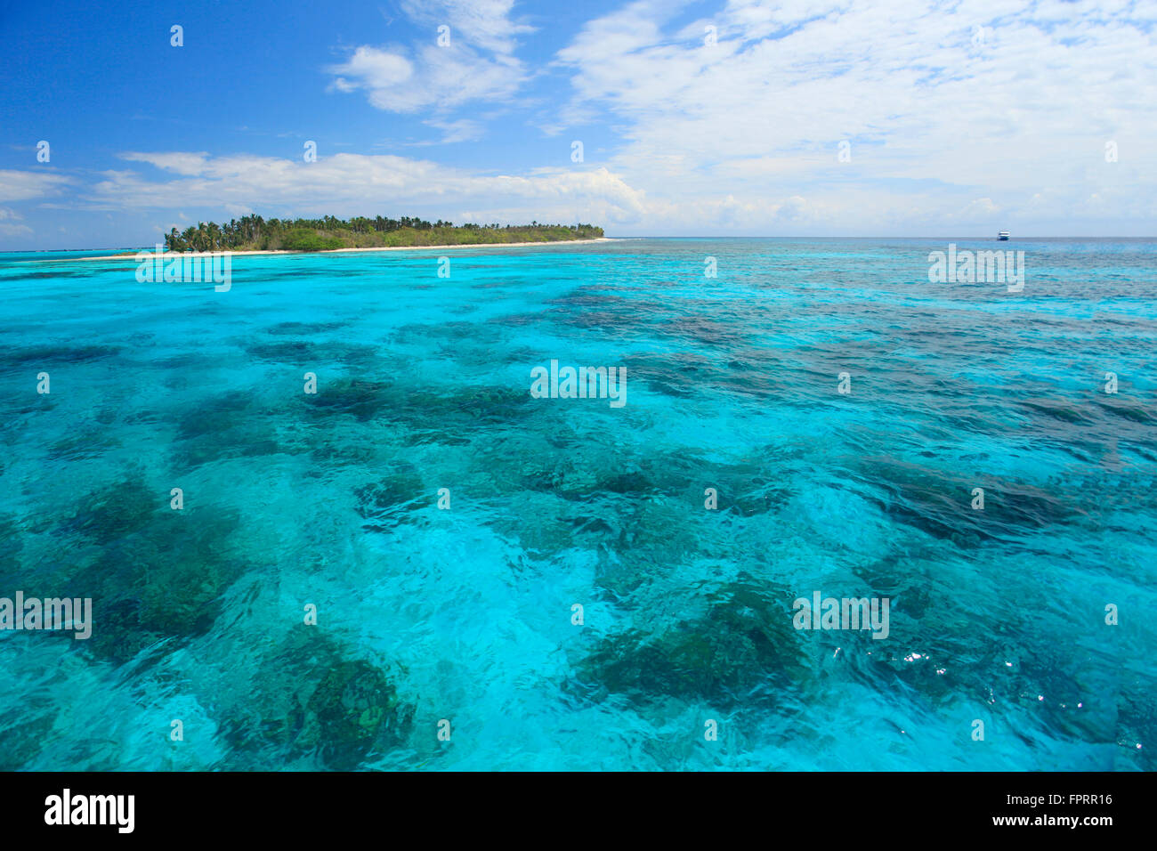 Half Moon Caye eine Insel mit dem Rest des Cordia sebestena Waldes, einer geschützten Korallenlagune, dem Barrier Reef Reserve, dem Lighthouse Reef Atoll, Belize Stockfoto