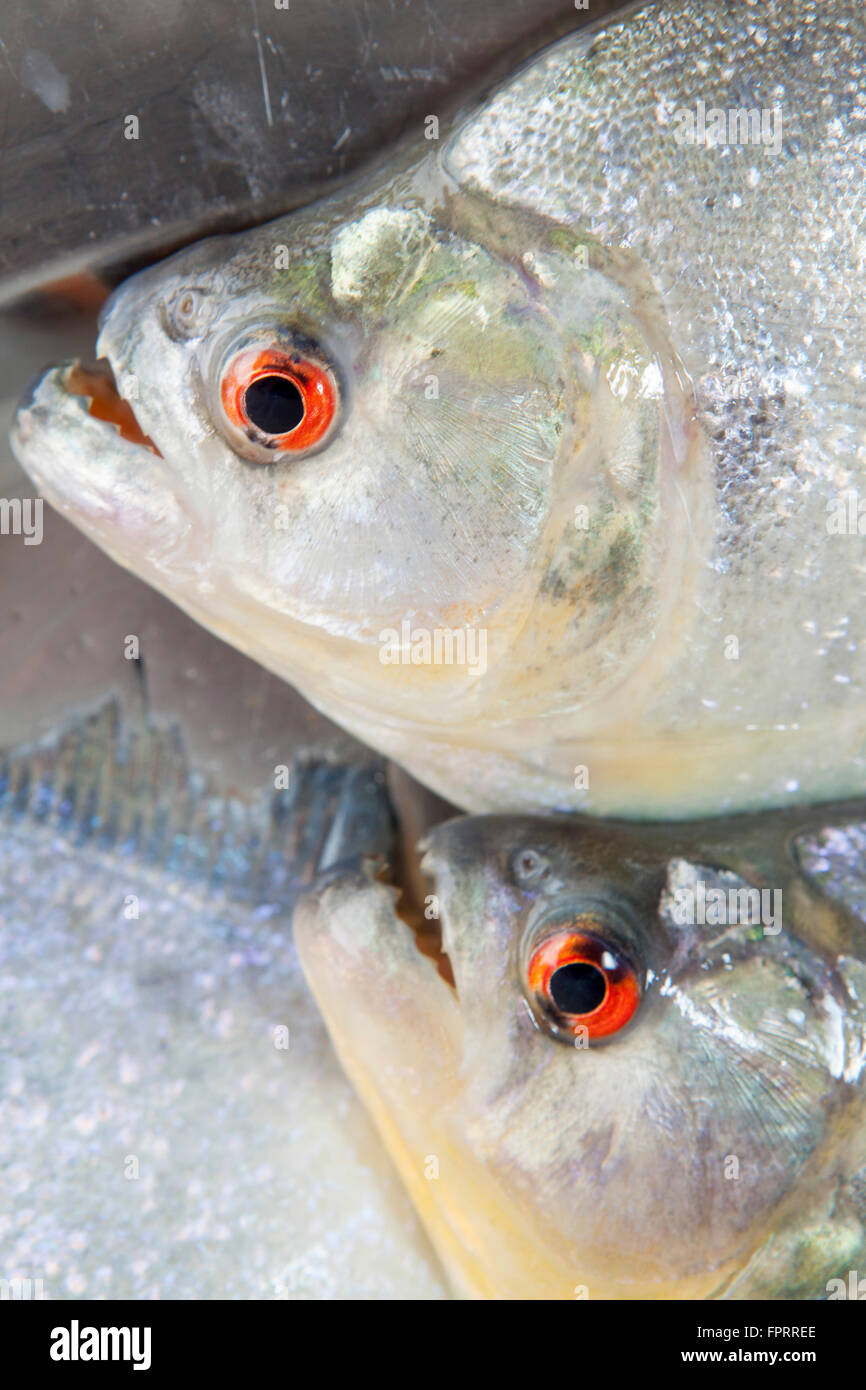 Nahaufnahme von Rotaugen-Piranha (Serrasalmus rhombeus)-Fischen aus dem Amazonas Stockfoto