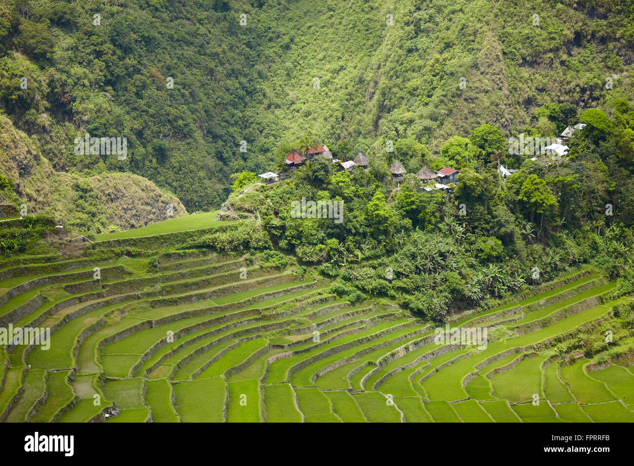 Philippinen, Luzon Insel, Cordilleras, Ifugao Provinz, Banaue, Batad Dorf. UNESCO-Welterbe: Reisterrassen der philippinischen Cordilleras Stockfoto