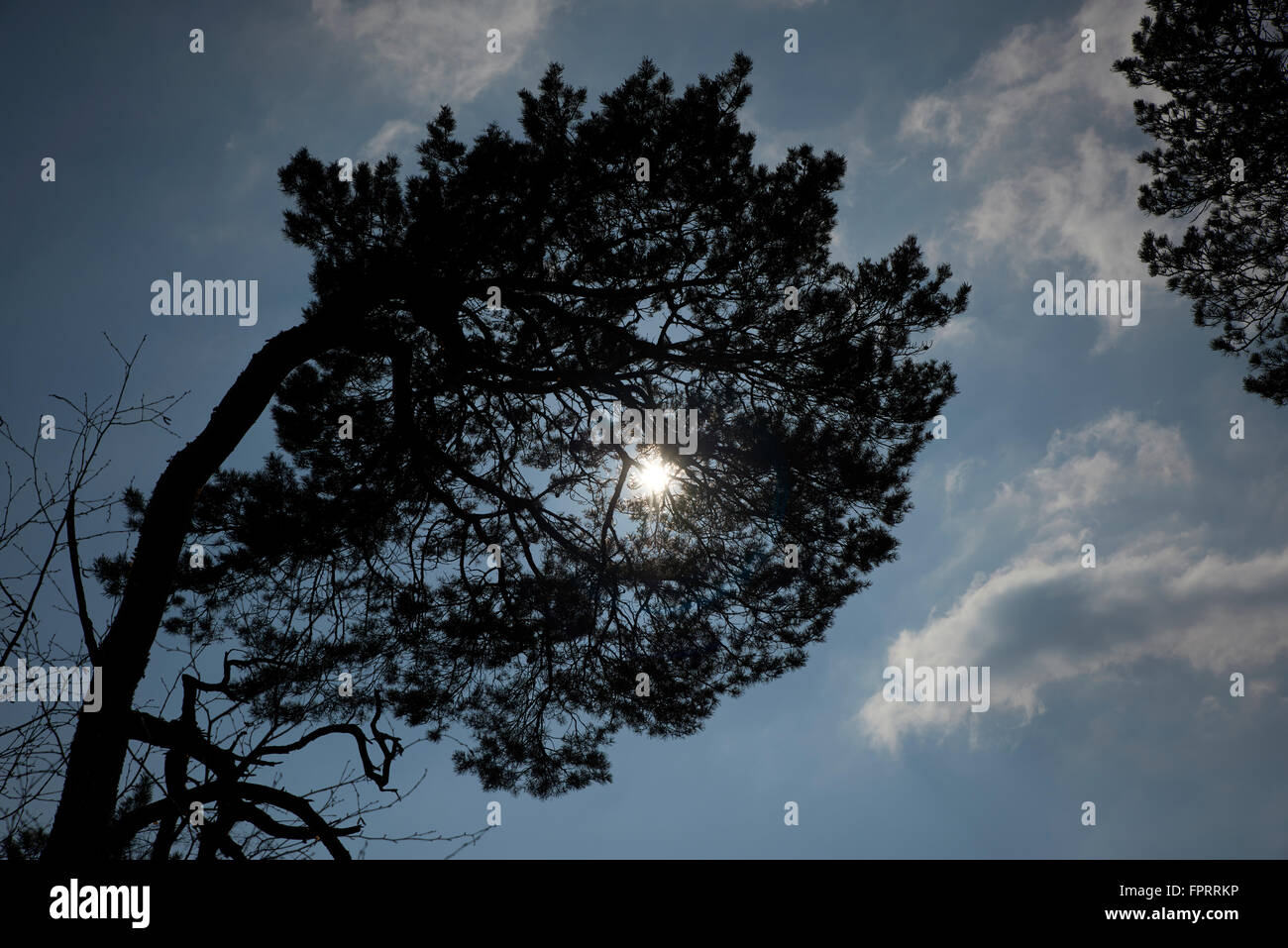 Contre-Jour-Baum Stockfoto