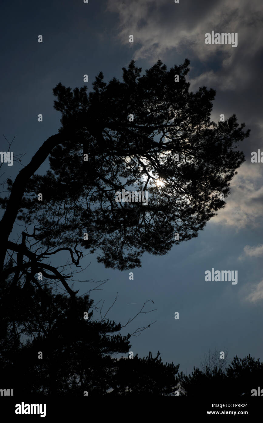 Contre-Jour-Baum Stockfoto