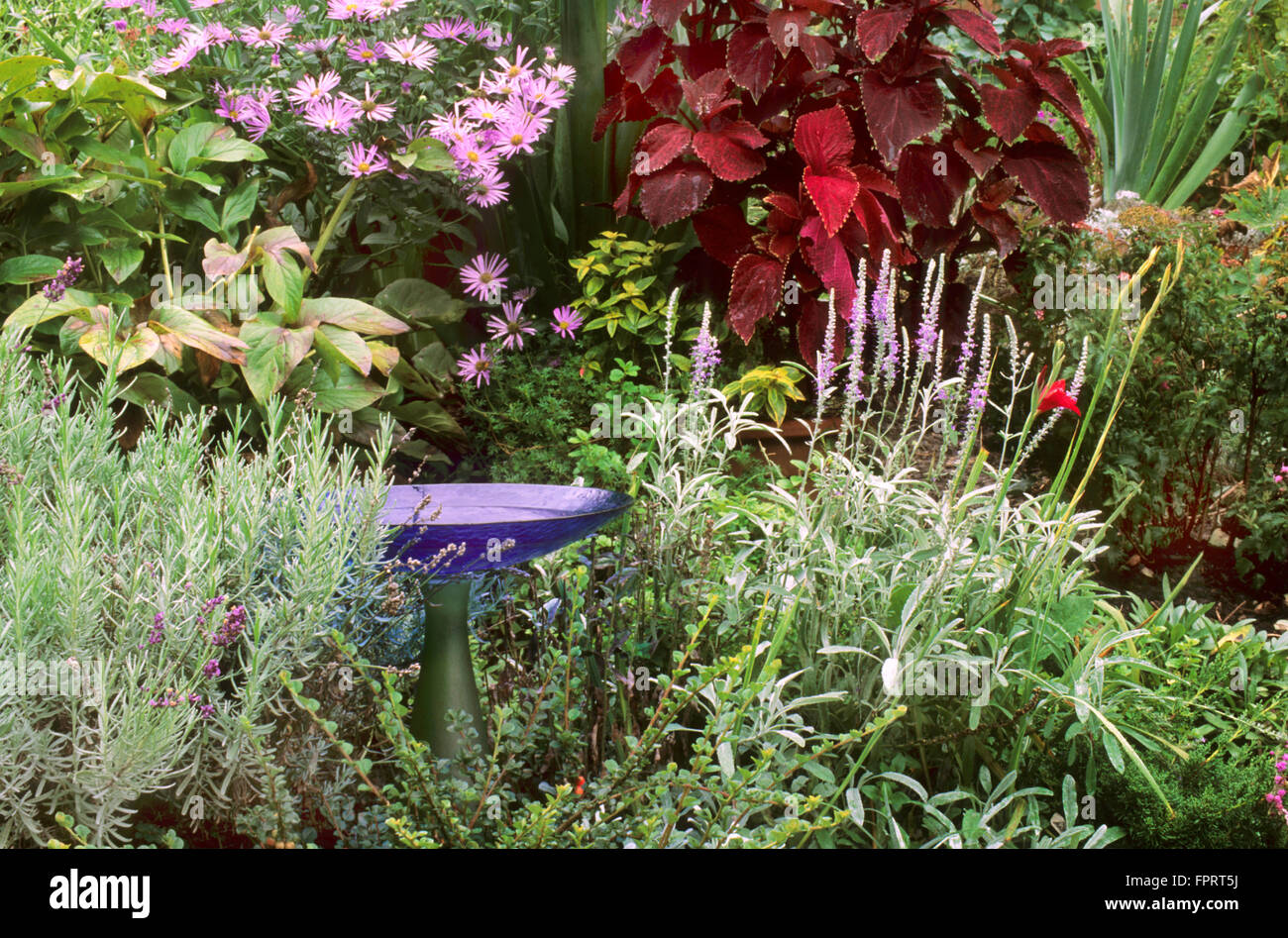 Glas-Vogelbad in Gartenanlage mit Coleus, Aster, Lavendel, Zwergmispel Stockfoto