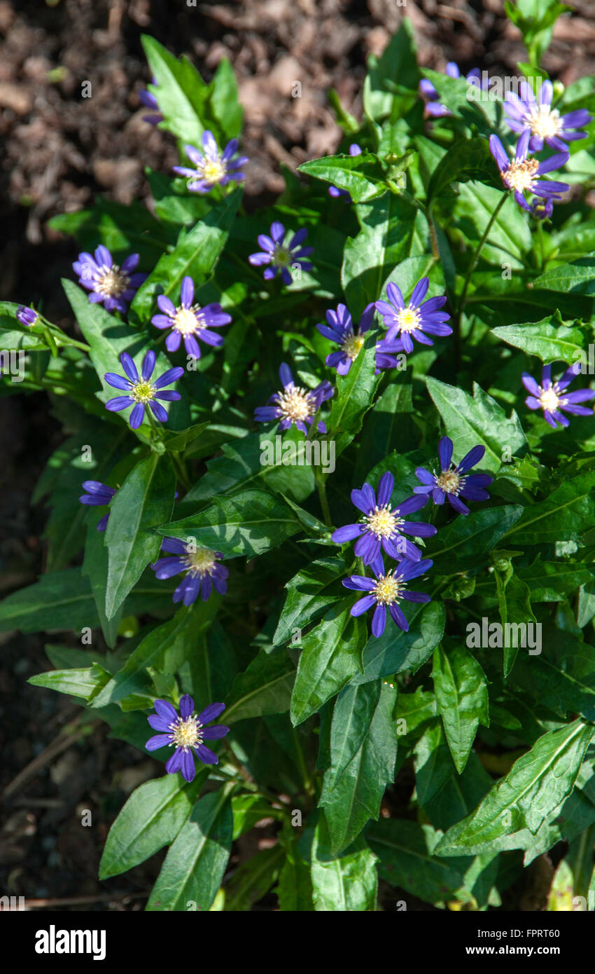 Kalimeris Incisa EDO MURASAKI Stockfoto