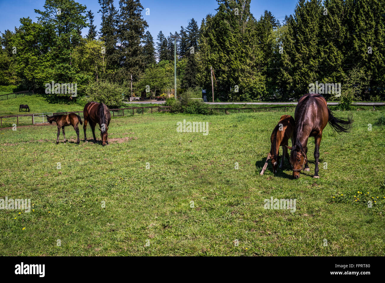 Pferde und Fohlen auf der Wiese bei einem Hobby-Bauernhof in der Nähe von Fort Langley, British Columbia. Der Frühling ist da Stockfoto