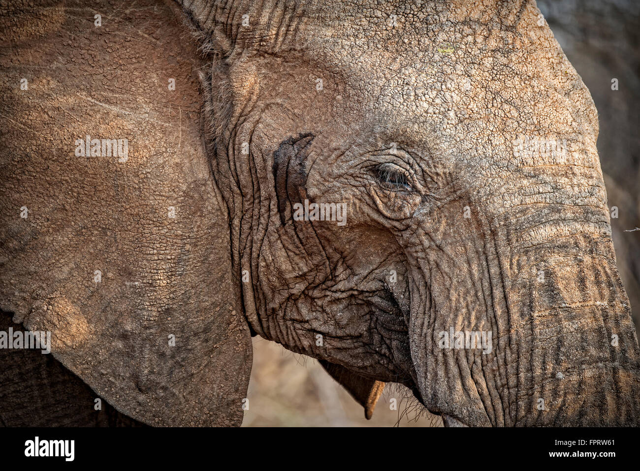 Afrikanischer Elefant (Loxodonta Africana), Porträt, Madikwe Game Reserve, Nord-West, Südafrika Stockfoto