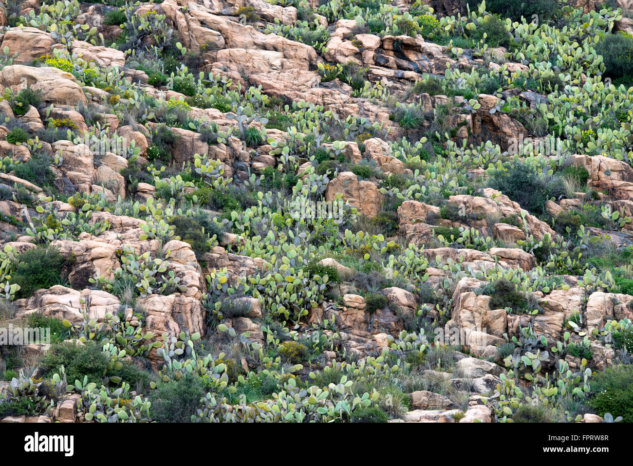 Felslandschaft mit Feigenkaktus (Opuntia Ficus-Indica) und Euphorbien (Euphorbia), Sardinien, Italien Stockfoto