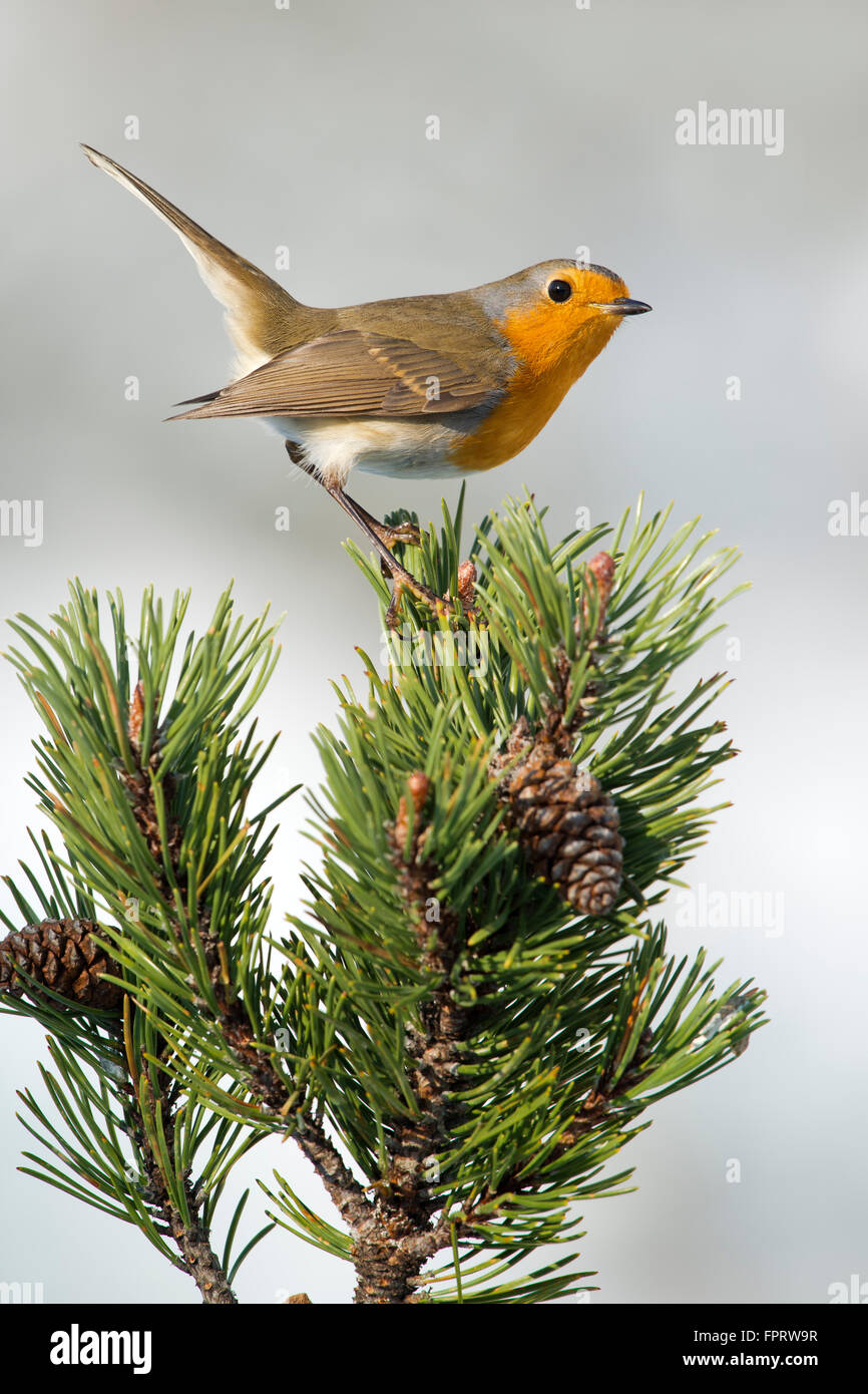 Robin (Erithacus Rubecula) am Kiefer, Tirol, Österreich Stockfoto