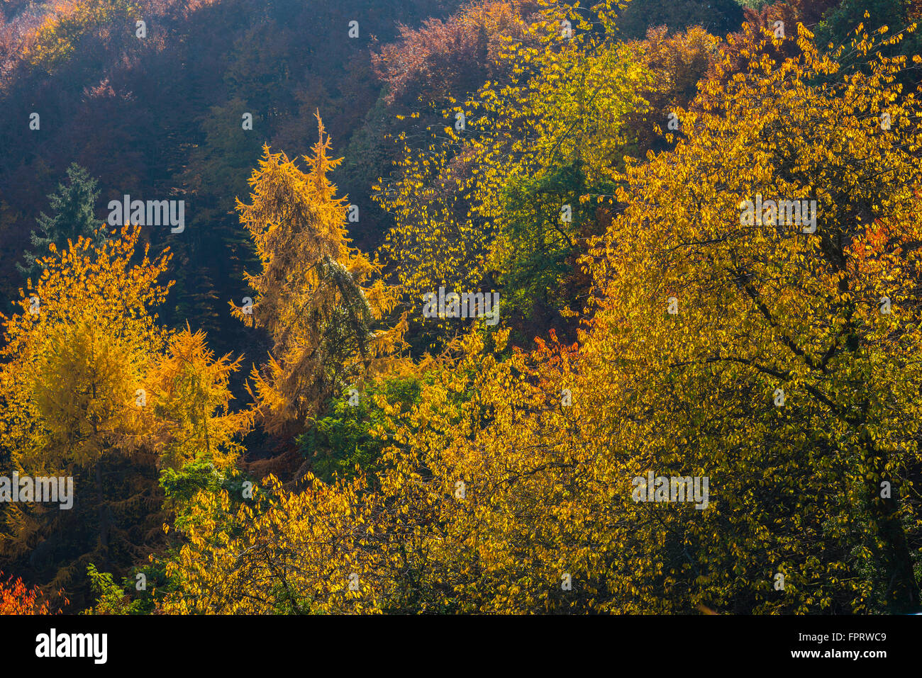 Autumnal Mischwald, Ahrtal, Rheinland-Pfalz, Deutschland Stockfoto