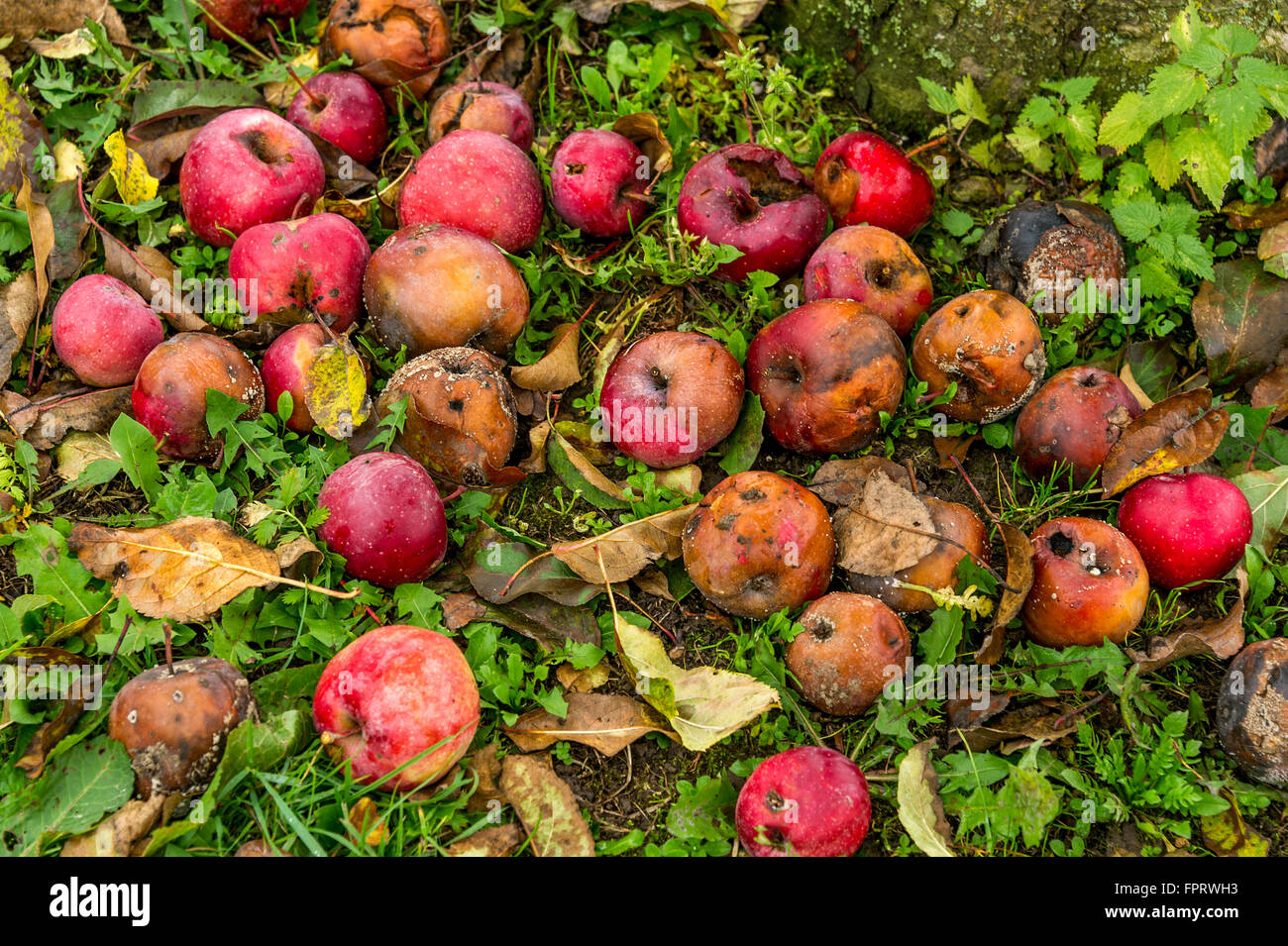 Faule rote Äpfel unter Apfelbaum, Glücksfall, Bayern, Deutschland Stockfoto