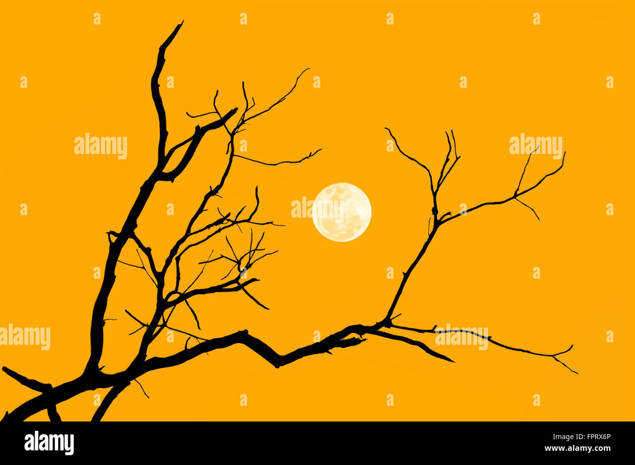 Silhouette-Zweig des Baumes mit dem Mond in Farbe von sunrise Stockfoto