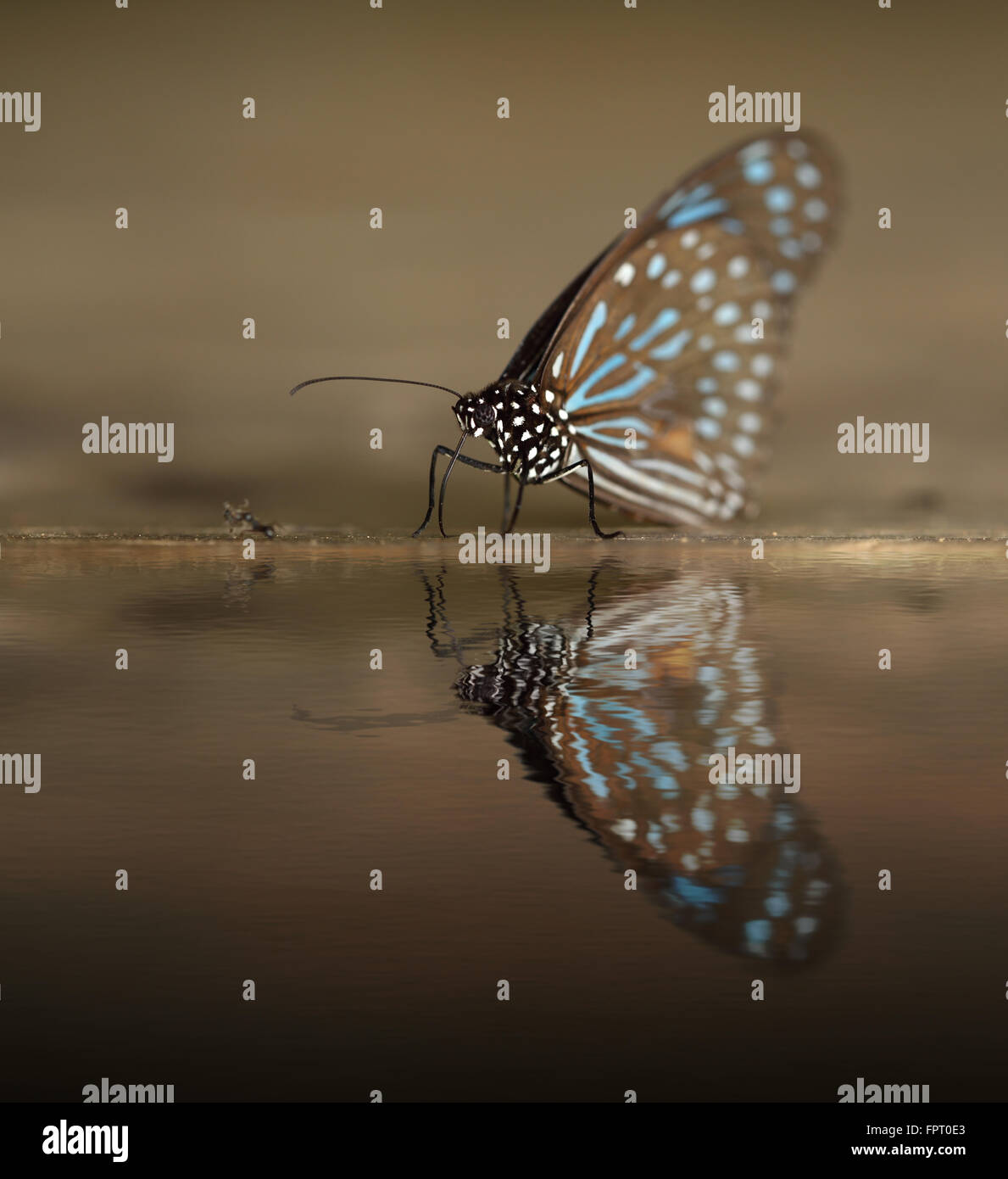 Dark Blue Tiger (Tirumala Septentrionis) auf Holz mit Wasserreflexion Stockfoto