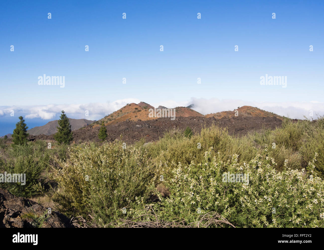 Tagasaste oder Baum Luzern und Berg Bilma Vulkan vulkanische Landschaft im westlichen Teneriffa-Kanarische Inseln-Spanien Stockfoto