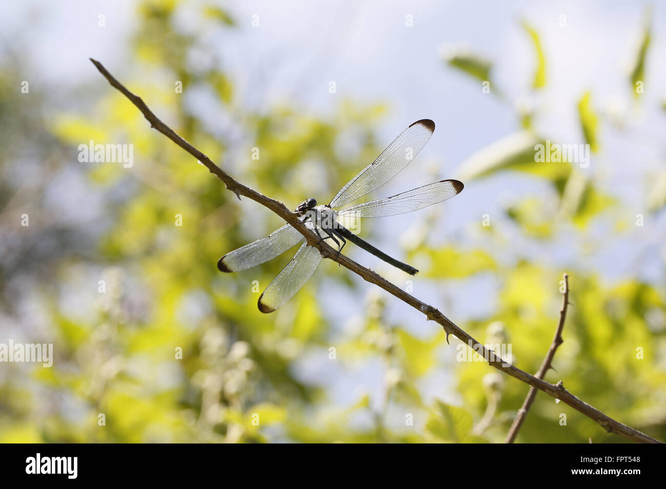 Odaliske Damselfly Epallage Fatima Stockfoto