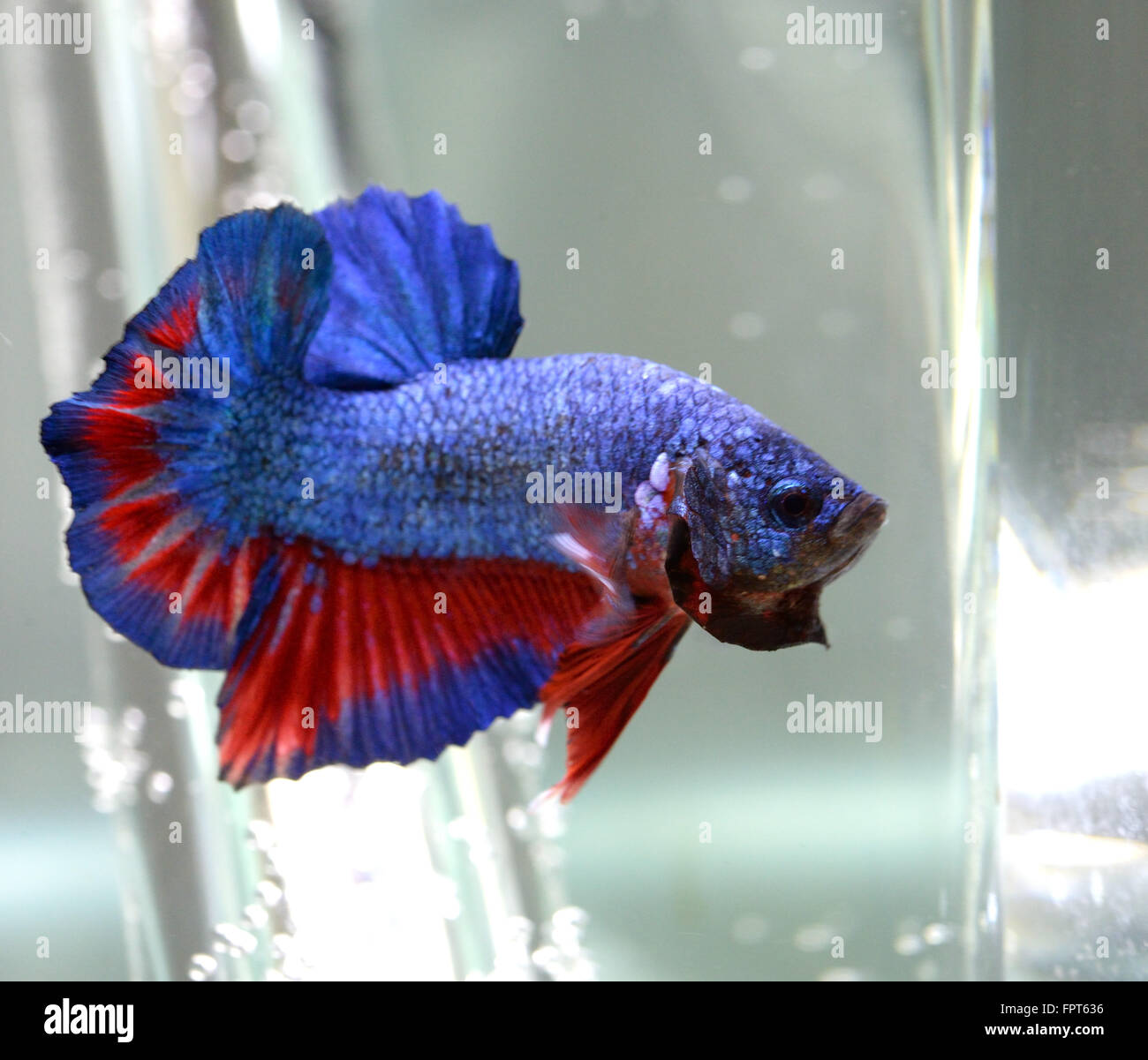 Half Moon Plakat Männchen Betta Splendens siamesische Kämpfer Fisch Stockfoto