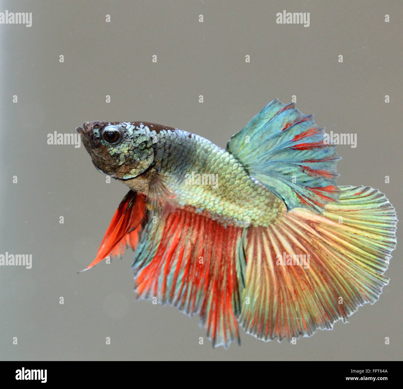 Junge Halbmond Männchen Betta Splendens siamesische Kämpfer Fisch Stockfoto