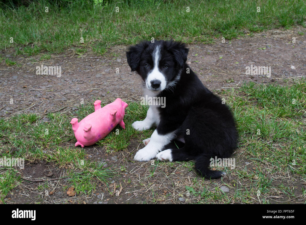 Border Collie Welpen mit Spielzeug Schwein Stockfoto