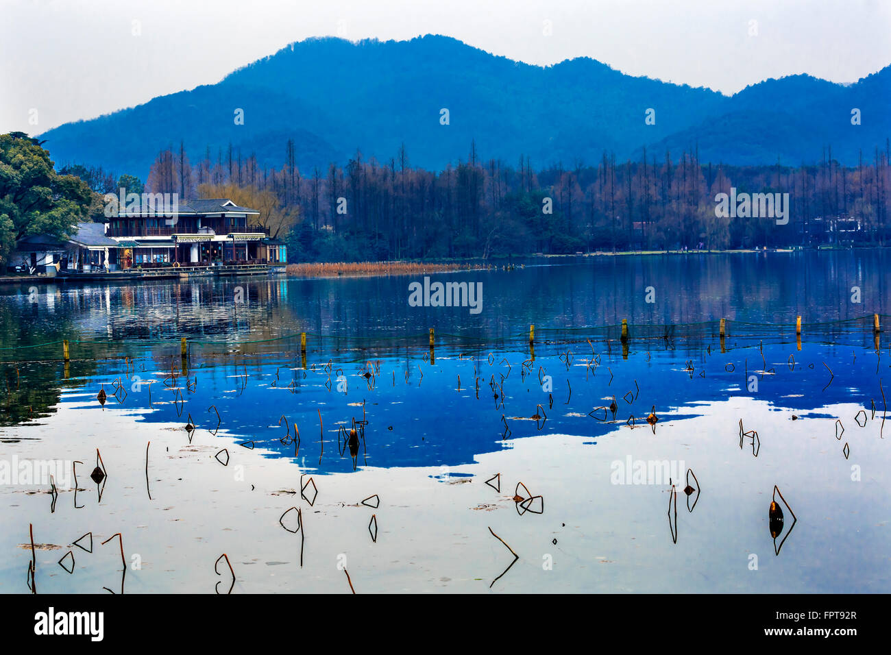 Blue Mountain Lotus Garden West Lake Hangzhou Reflexion Zhejiang China. Stockfoto