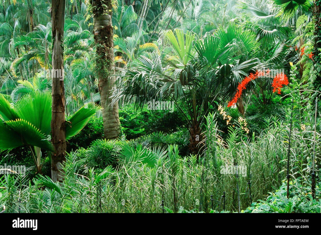 Üppigen tropischen Wald, Singapore Botanic Gardens Stockfoto