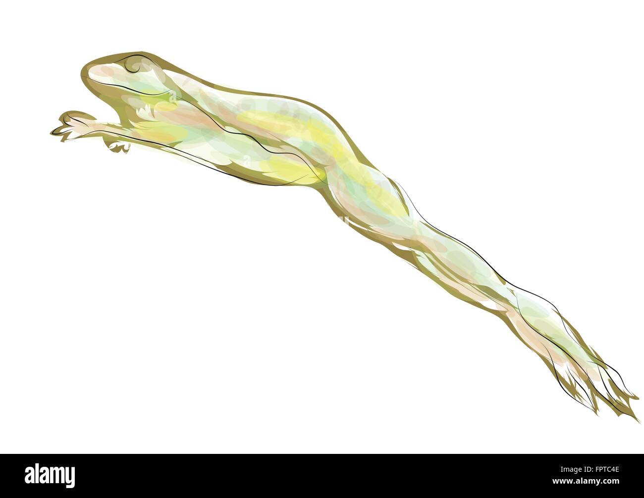Frosch springt. Kröte isoliert auf weißem Hintergrund Stock-Vektorgrafik -  Alamy