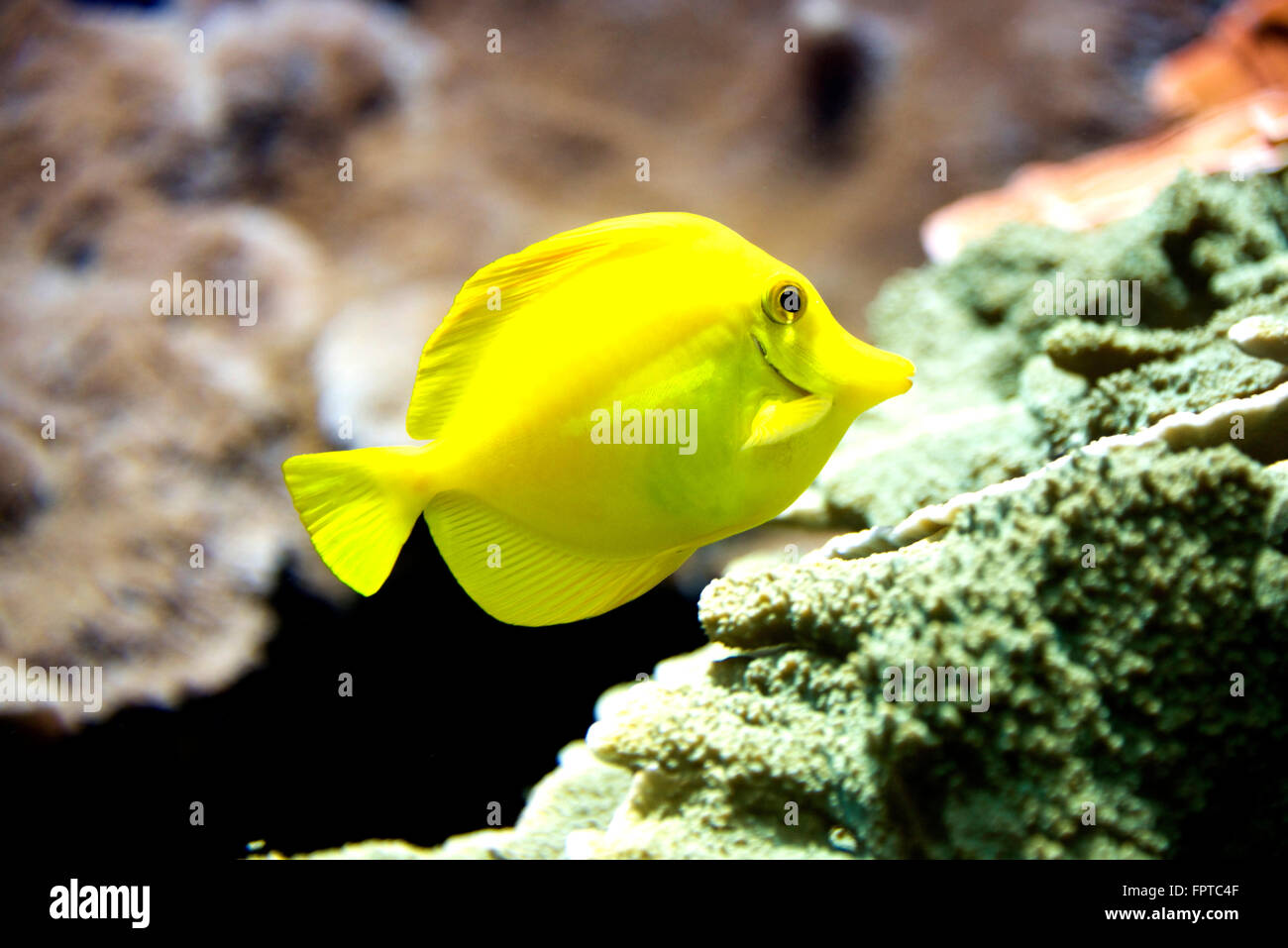 Gelbe Tang, Zebrasoma Flavescens, ist eine beliebte Salzwasser-Aquarienfische Stockfoto