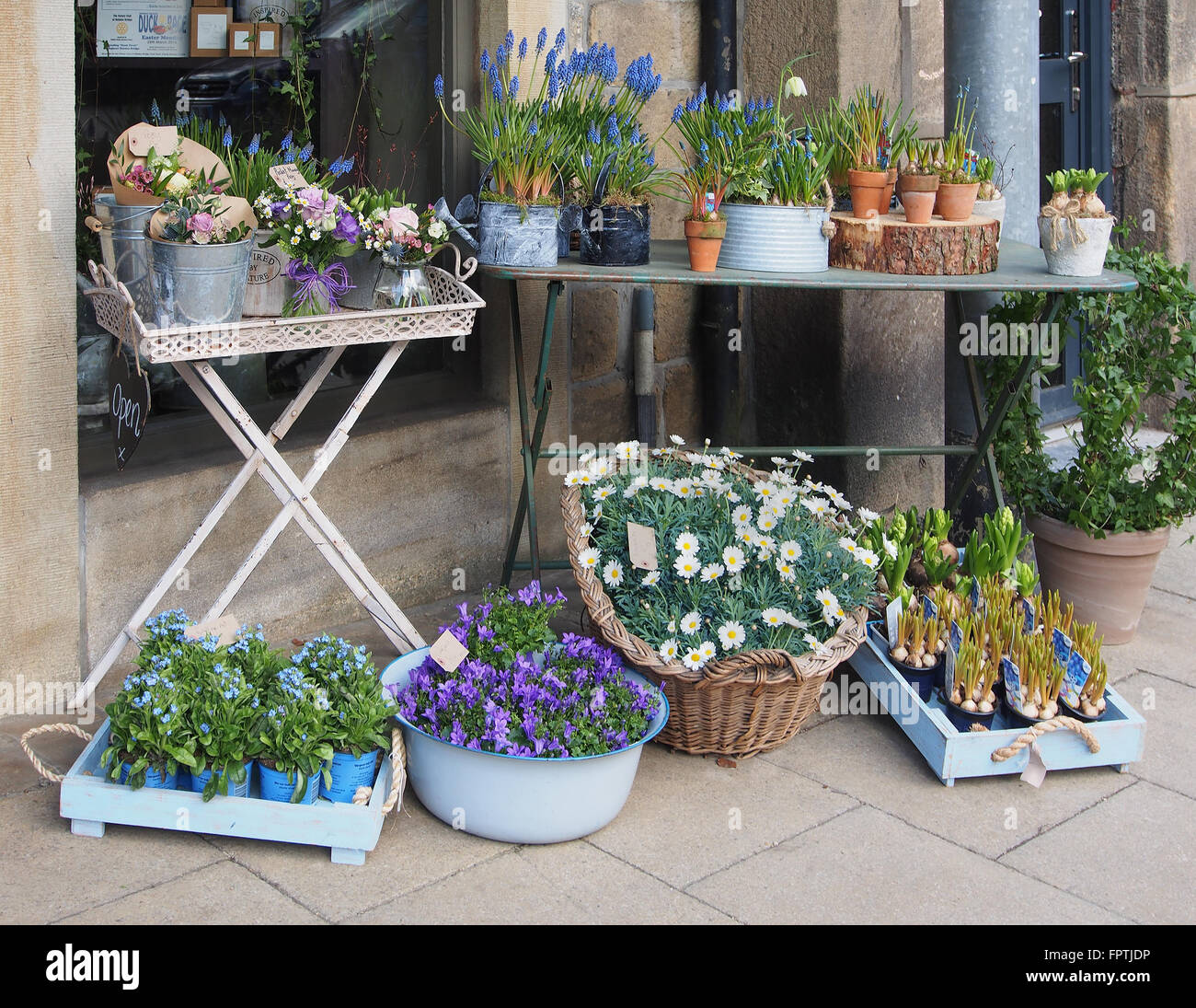 Blaue und weiße Blumengeschäft Schaufenster mit Hyazinthen, Traubenhyazinthen, Efeu und Gänseblümchen auf dem Bürgersteig in Hebden Bridge, Yorkshire. Stockfoto