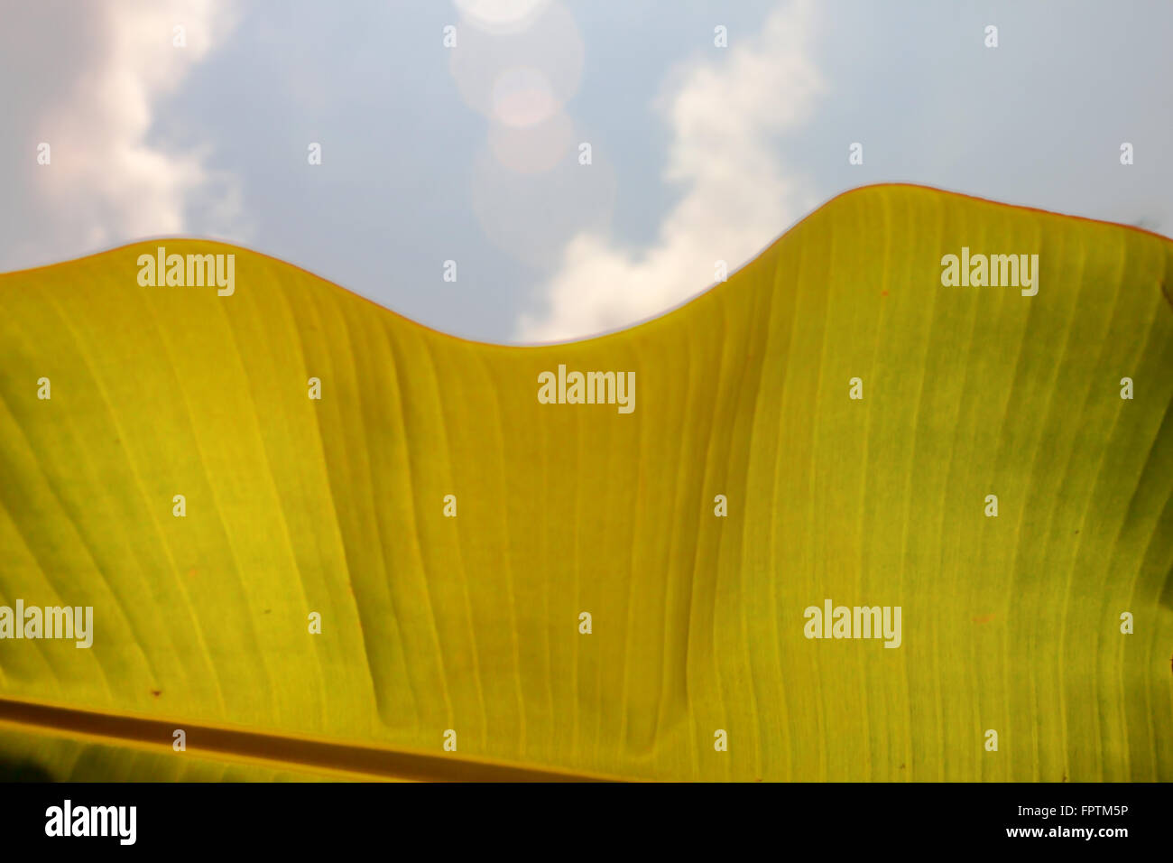 Bananenblatt mit Sonnenlicht zu verwischen. am Himmel Hintergrund und Lens flare Stockfoto