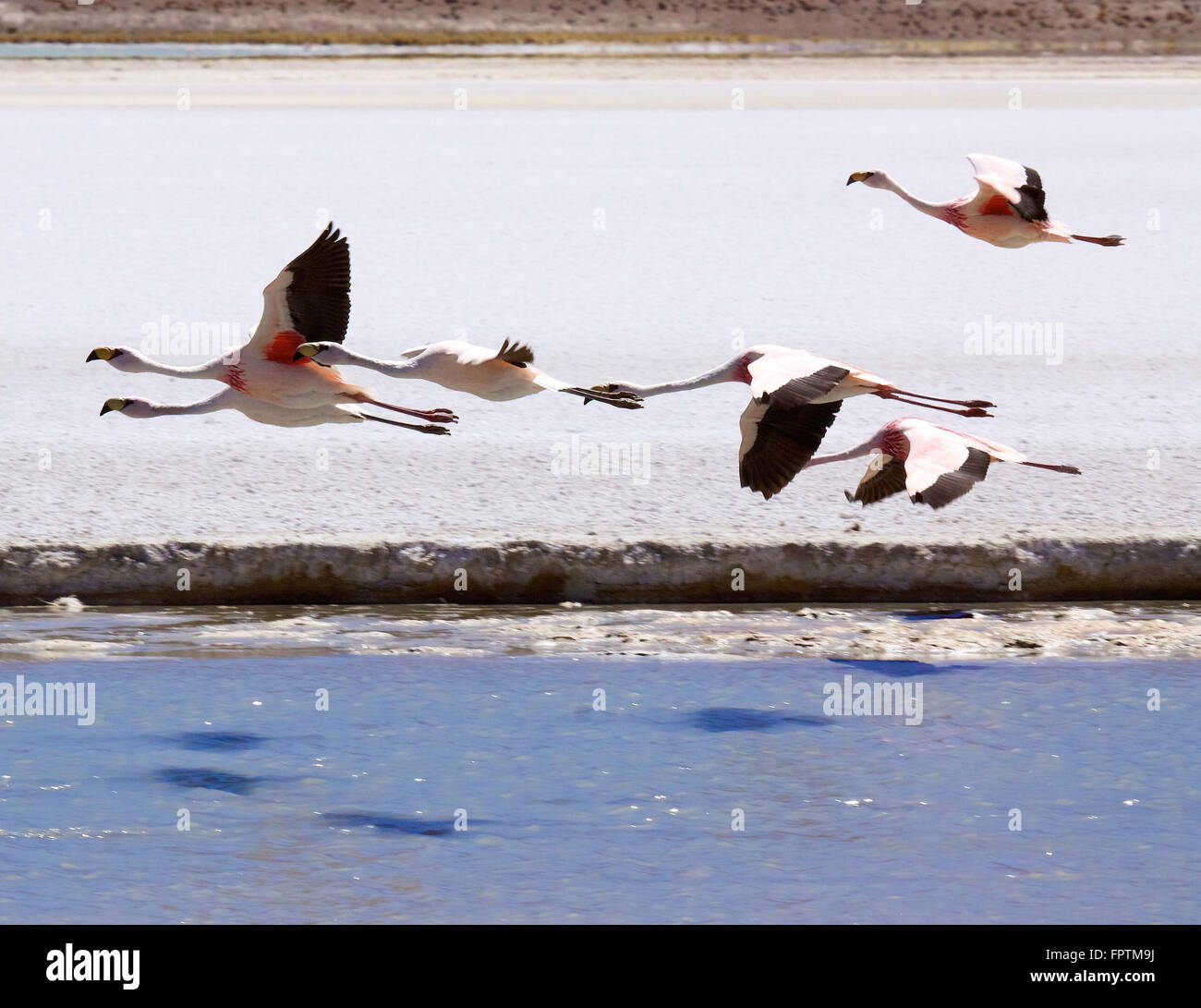 Jamess Flamingo (Phoenicopterus Jamesi). Stockfoto