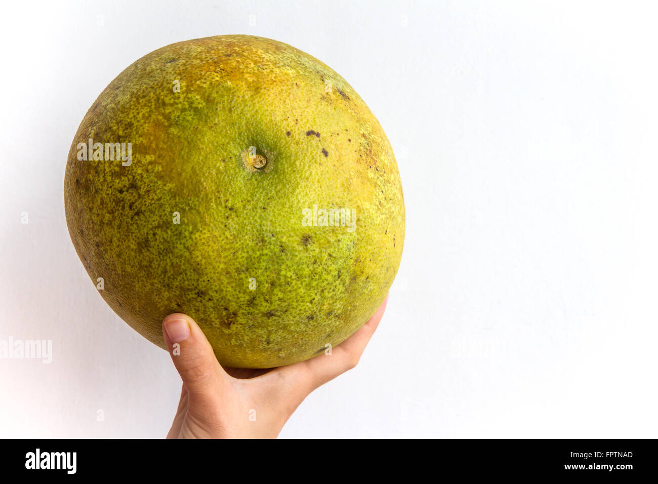 Eine ganze Pomelo in der Hand einer jungen Frau, isoliert auf weiss gehalten. Stockfoto