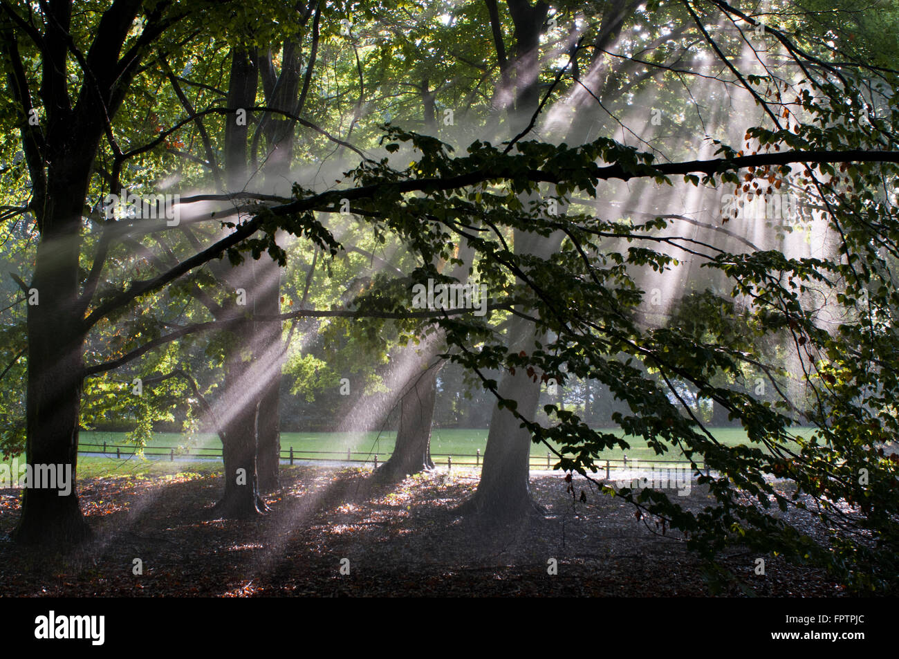 Sonnendurchflutetes Laub im Tiergarten ("Tier-Garten"), Berlin, Deutschland. Der große Tiergarten, einfach bekannt als Tiergarten, ist ein städtisches Stockfoto