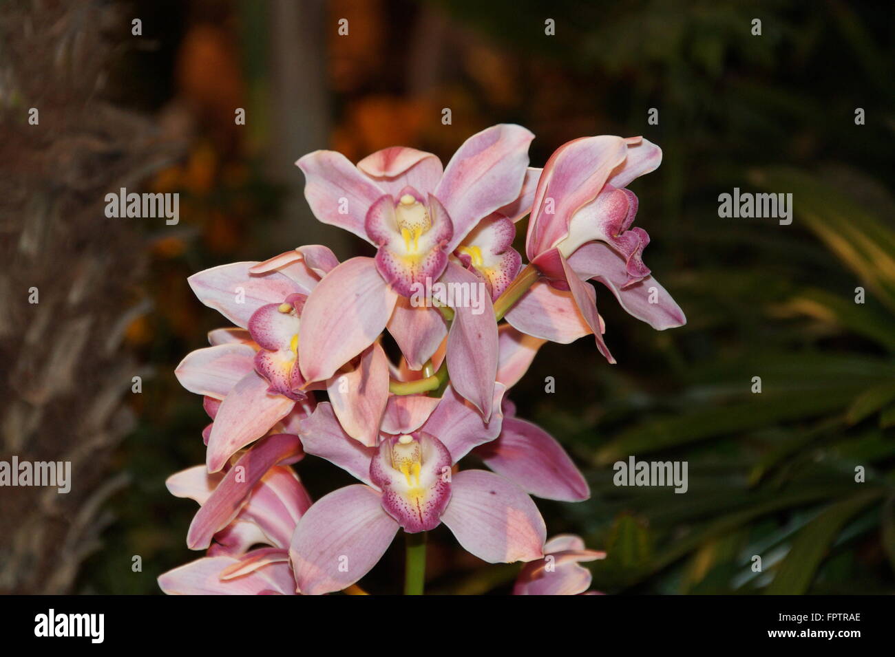 Blumen im Philadelphia Flower show Stockfoto