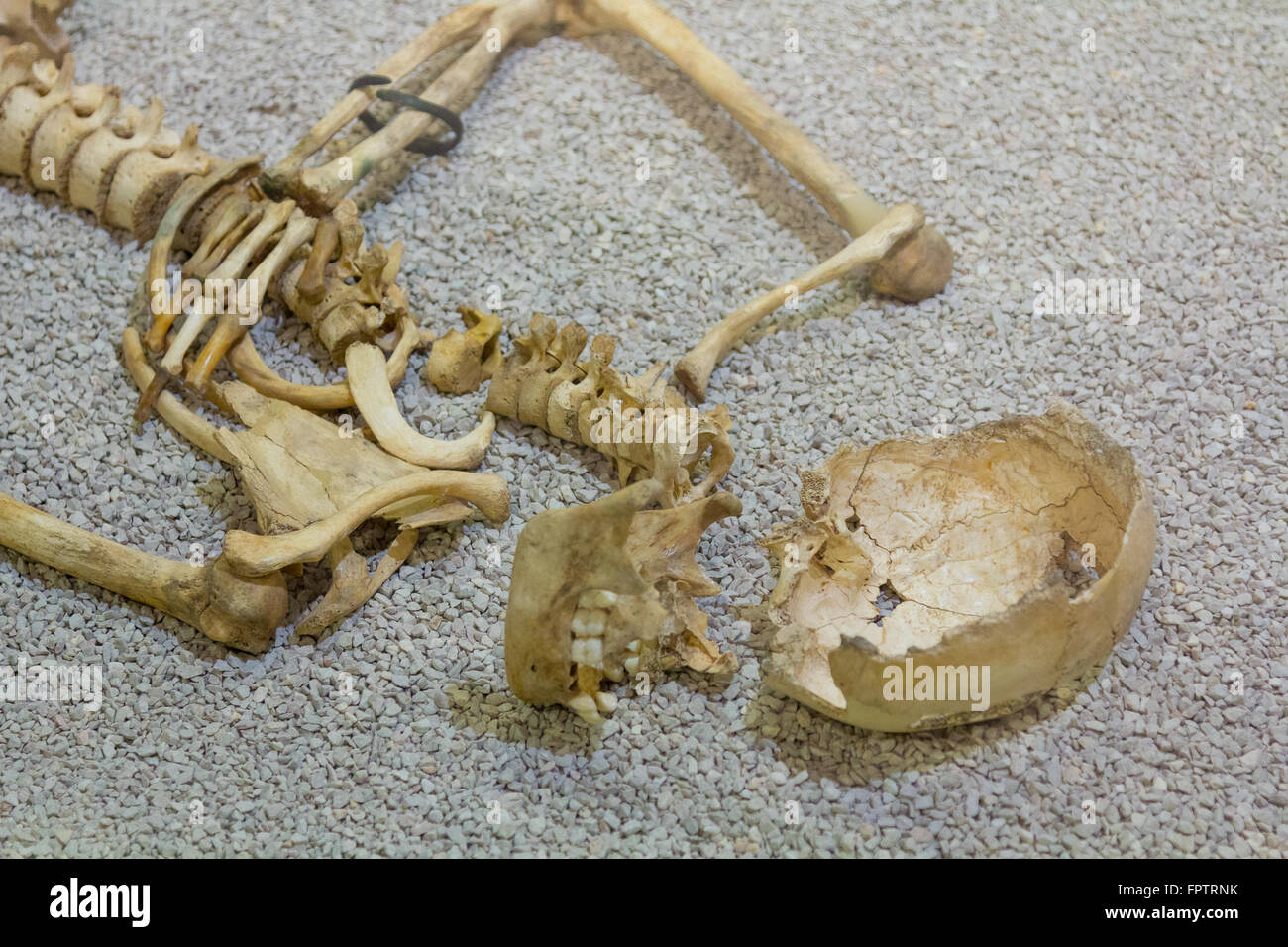 Altes Skelett eines menschlichen Wesens Stockfoto