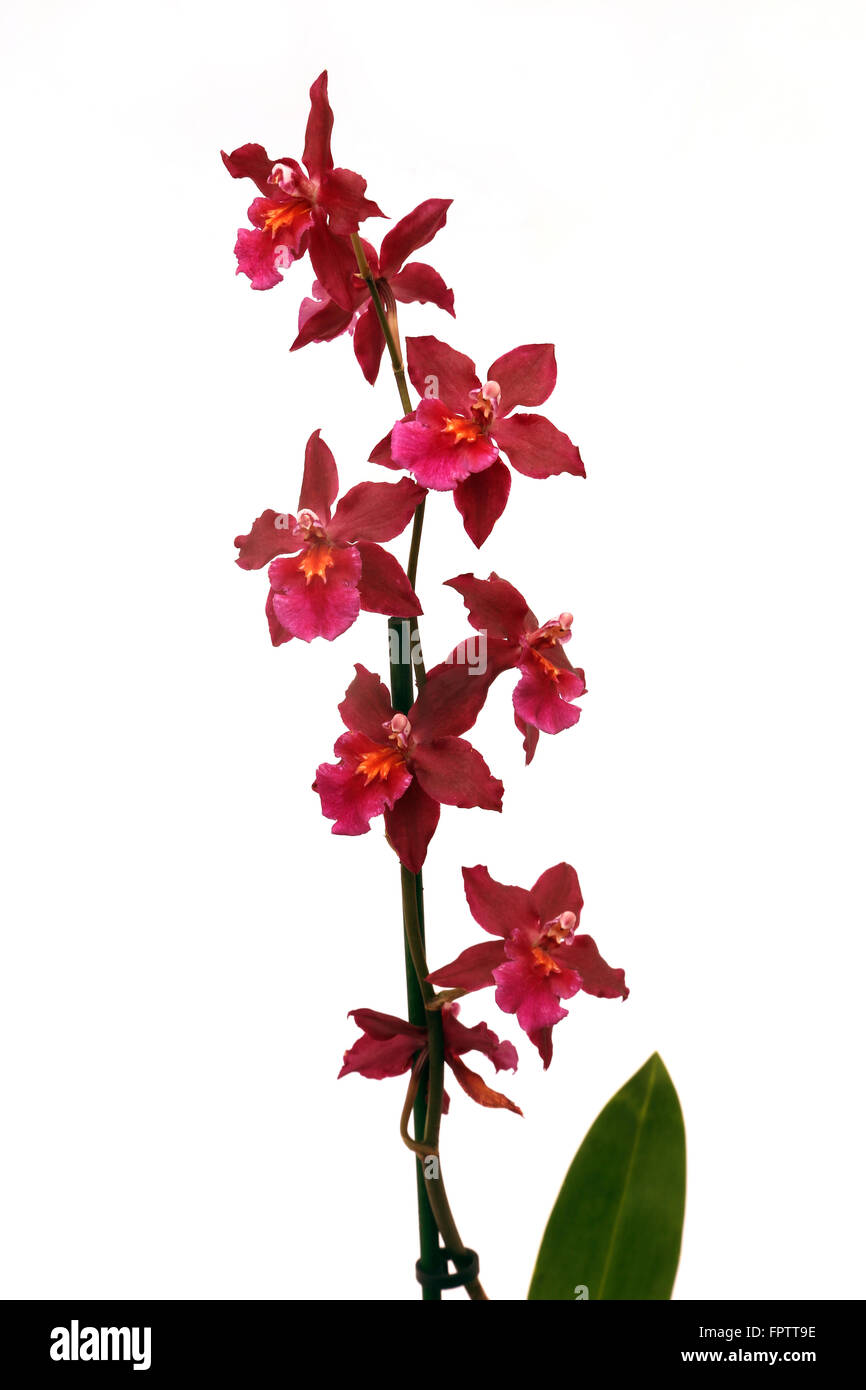 Rote Orchidee Odontoglossum Massi rot Stockfoto