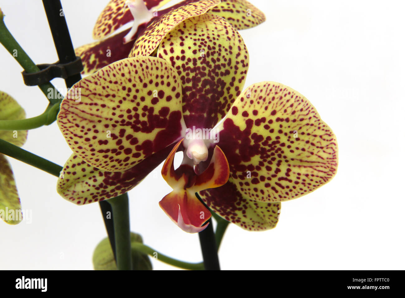 Gelbe und rote Orchidee Phalaenopsis elegante Karin Aloha Stockfoto