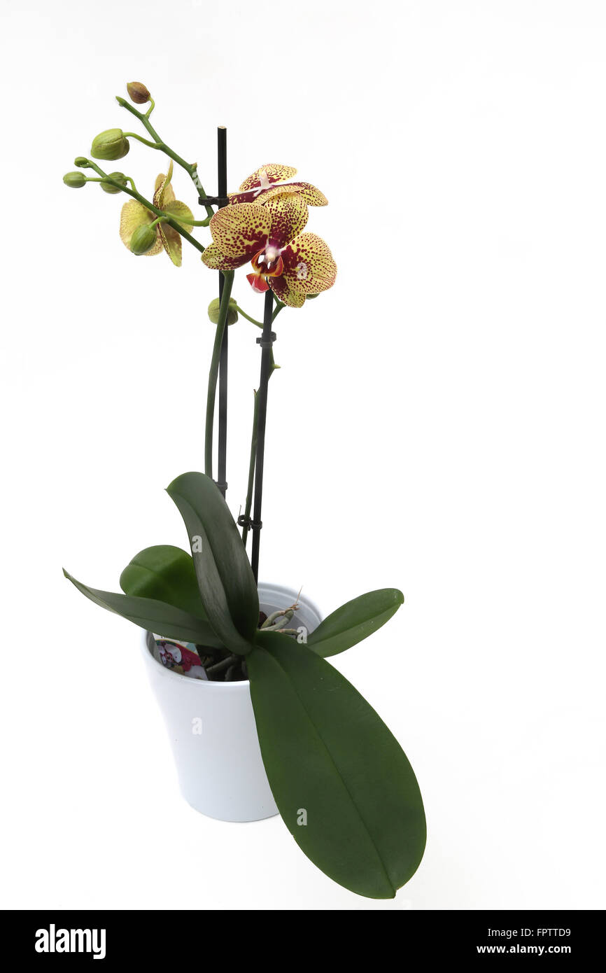 Gelbe und rote Orchidee In weiß Topf Phalaenopsis elegante Karin Aloha Stockfoto