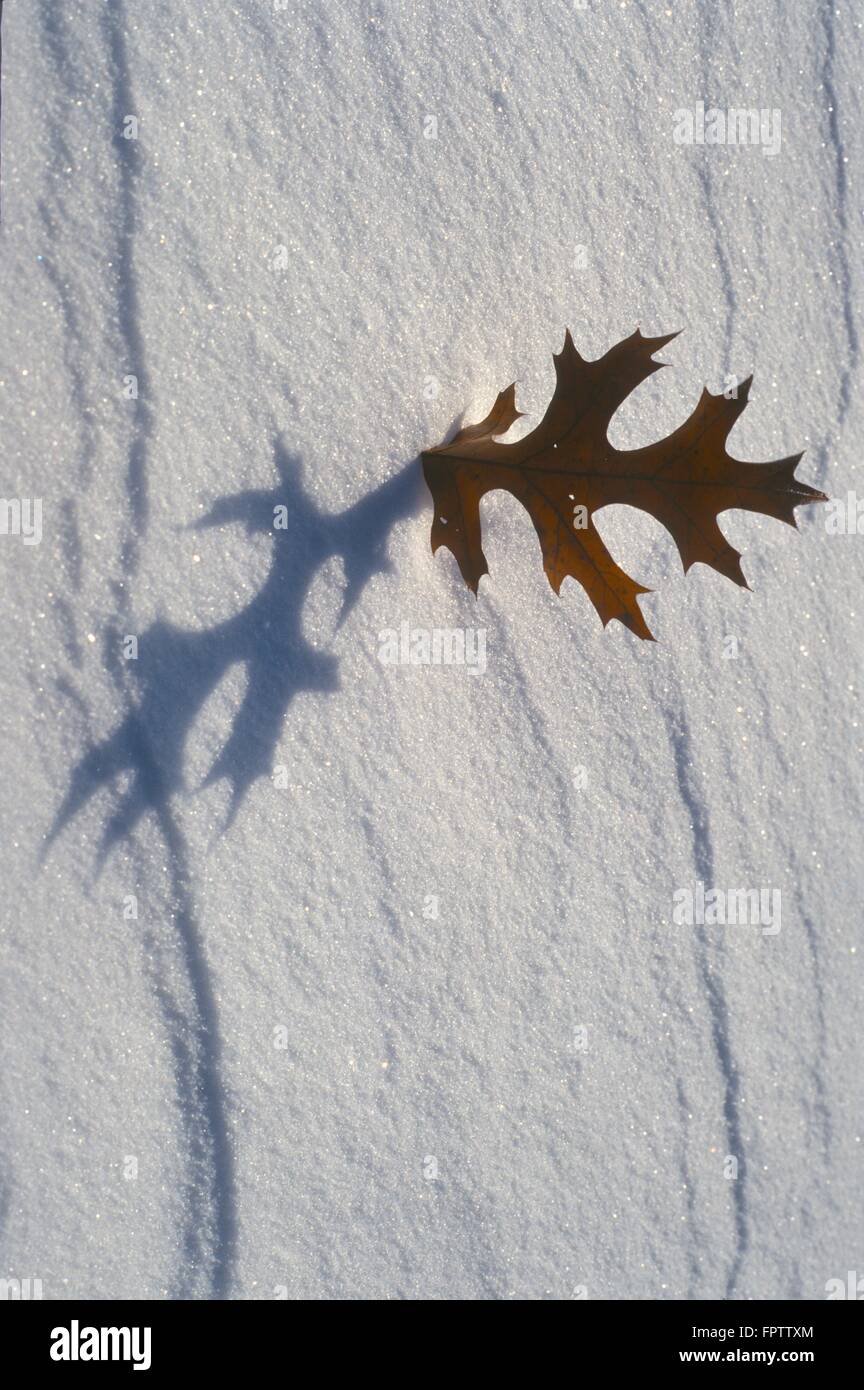 Nördlichen Pin Oak Leaf (Quercus Illipsoidalis) Stand trotzig im Schnee auf eine knackige Januartag Stockfoto