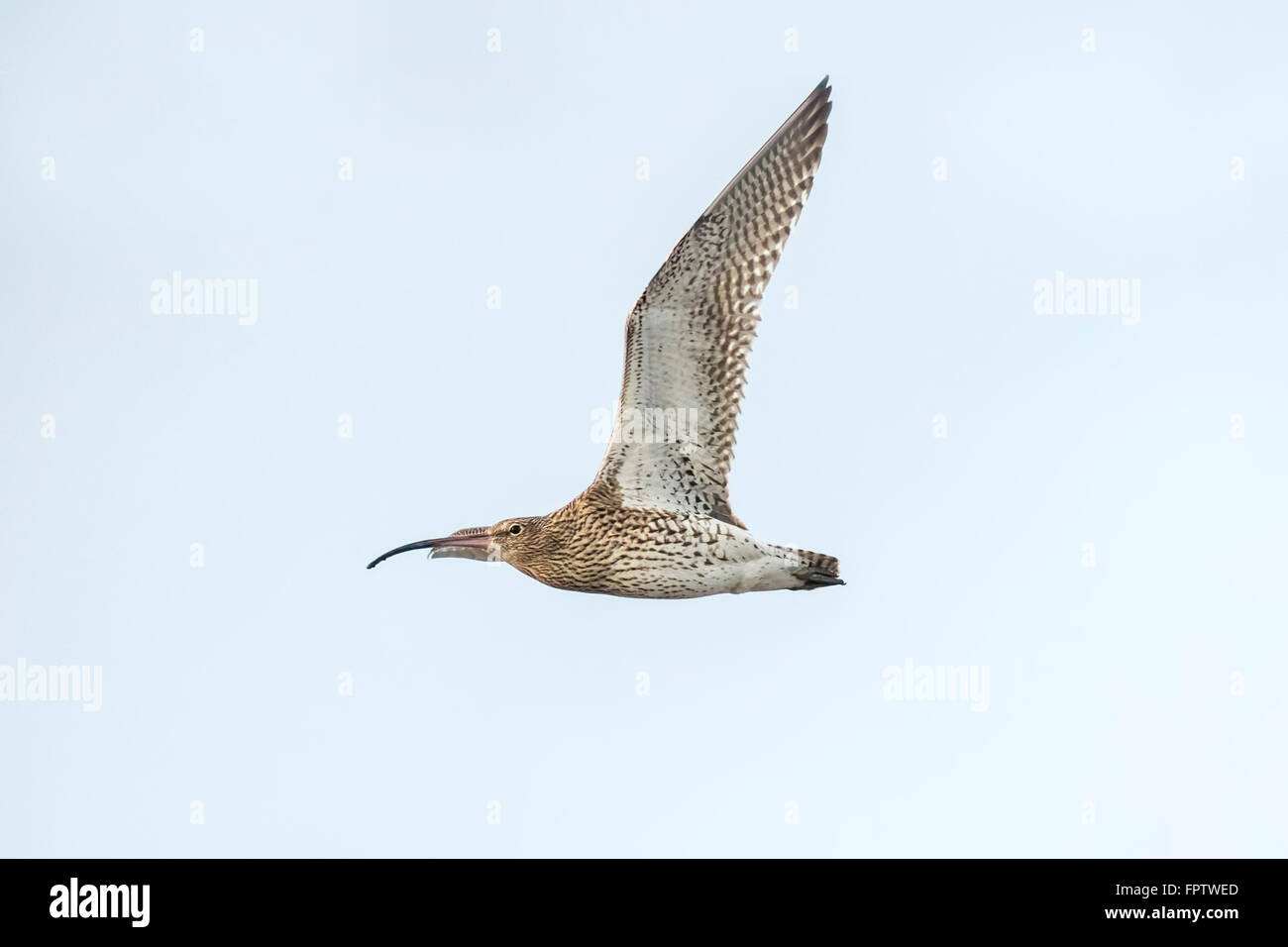 Eurasische Brachvogel Numenius Arquata im Flug. Blauen Himmel im Hintergrund. Stockfoto