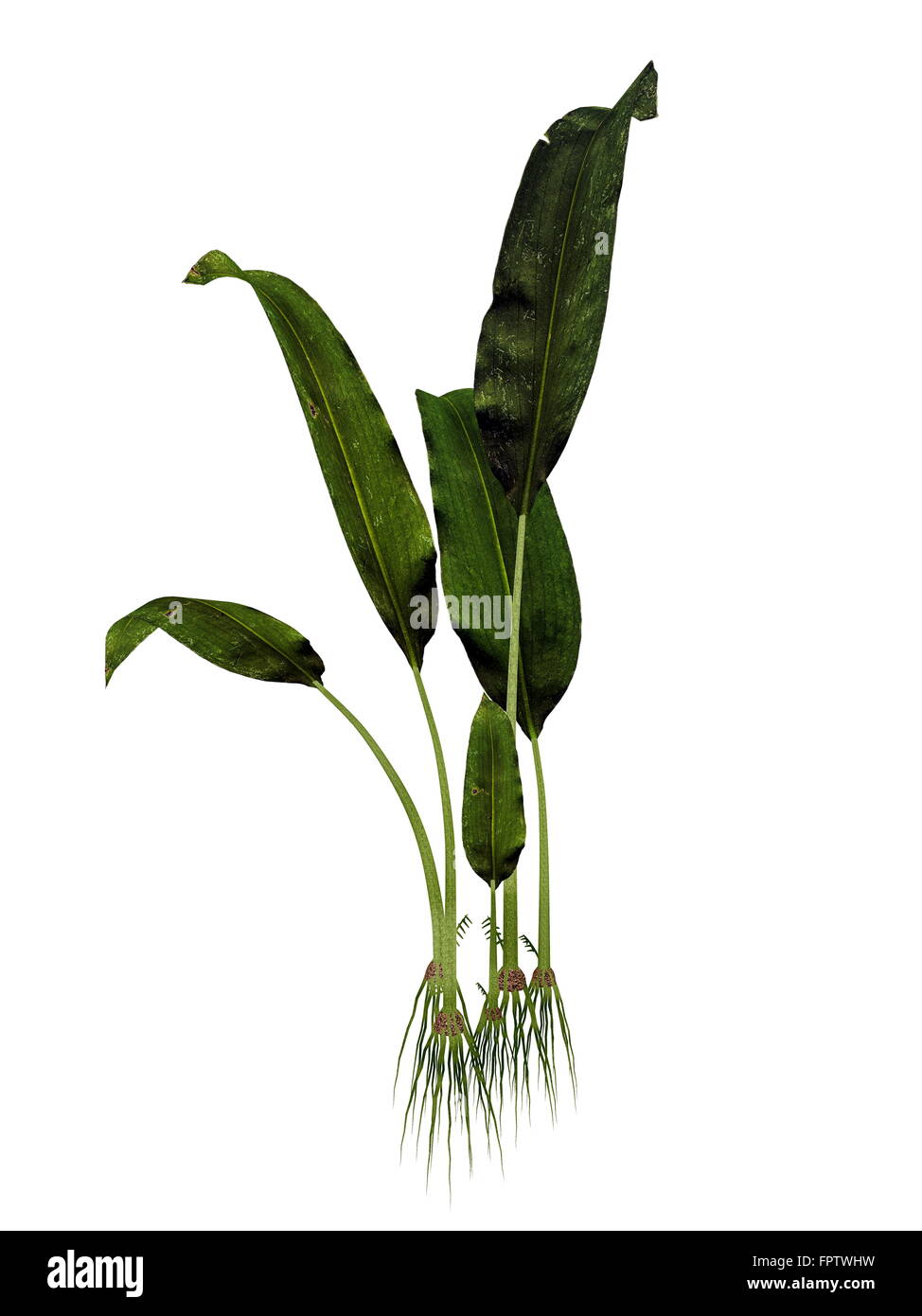 Macrotaeniopteris Magnifolia prähistorischen Pflanze isoliert in weißem Hintergrund - 3D render Stockfoto